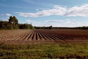 Potato Field, Fall 2001