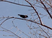 Red-winged Blackbird in the Viles Arboretum, Augusta (2002)