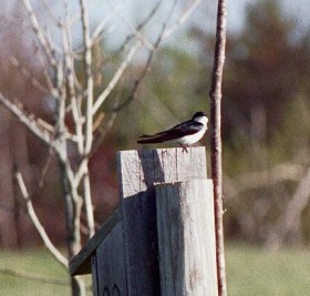 Tree Swallow at the Viles Arboretum (2002)