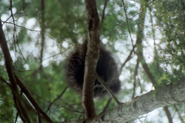 Porcupine up a tree in Harpswell (2002)