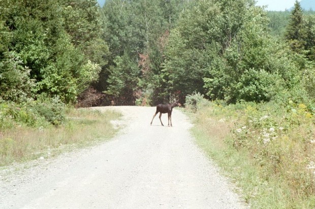 A Young Moose Near the Katahdin Iron Works in T6 R9 NWP Township