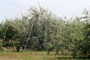 Apple orchard with harvesting ladder (2002)