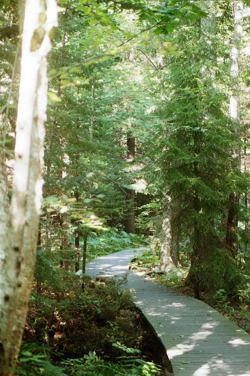 Boardwalk in woods in Prouts Neck, Scarborough (2002)
