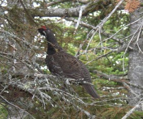 Spruce Grouse in Riley Township (2003)