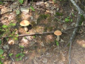Mushrooms on Mahoosuc Arm May Cut Off trail Riley TWP (2007)
