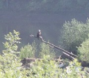 Bald Eagle Surveying the Kennebec River at Farmingdale (2003)