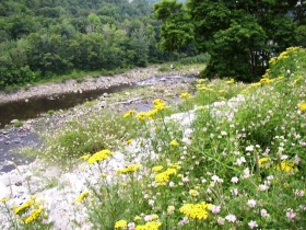 Flowers overlooking the Sandy River in New Sharon (2003)