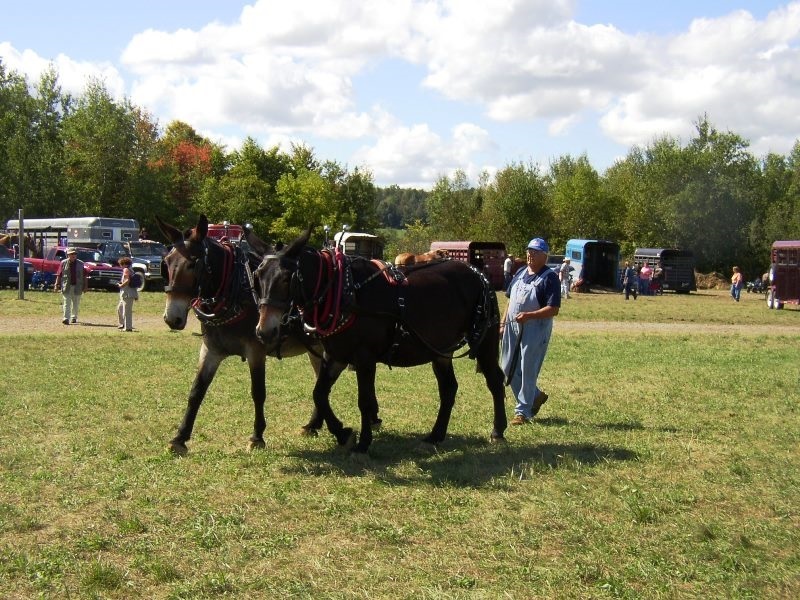 Team of Mules at the Common Ground Fair in Unity (2003)