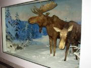 Moose in one of four dioramas by Klir Beck in the tunnel connecting the State House and the Cross Office Building.