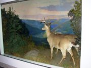 Deer in one of four dioramas by Klir Beck in the tunnel connecting the State House and the Cross Office Building.