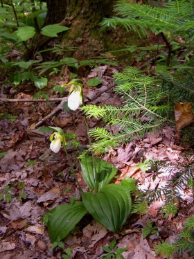 Pink Lady's-slippers or Moccasin Flowers on the Saddle Back Mountain Trail (2004)