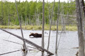 Moose in Stump Pond in Baxter State Park (2004)