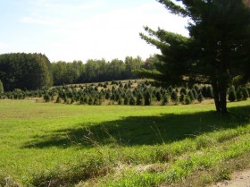 Christmas Tree Farm (2004)