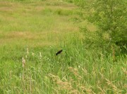 Red-winged Blackbird in a Meadow (2005)