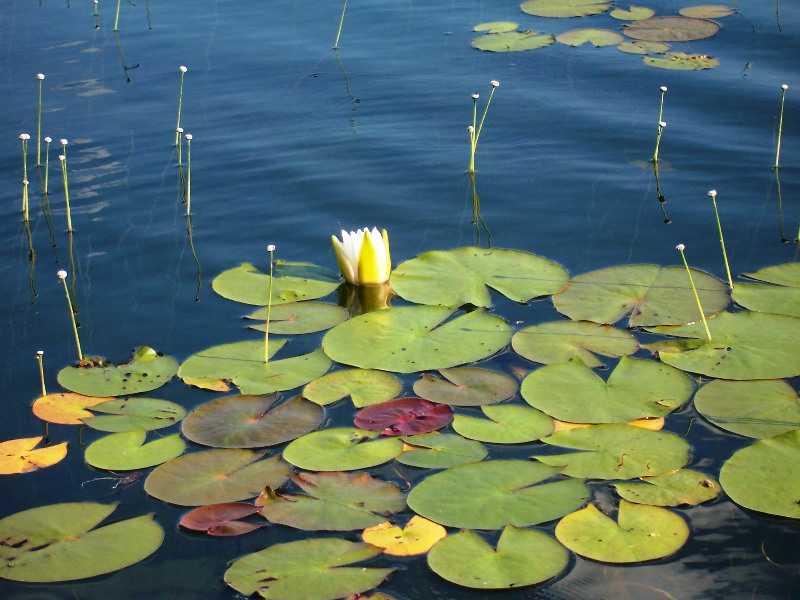 Lily pads and waterlily in Daicey Pond (2005)