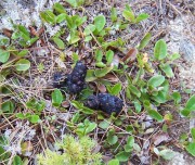 Bear feces on Lost Pond Trail in Baxter State Park (2005)