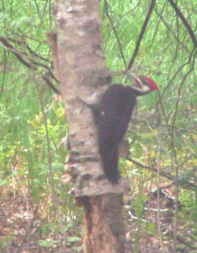 Pileated Woodpecker in Harpswell (2007)