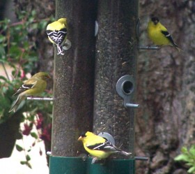 Goldfinches on Bird Feeder in Spring (2007)