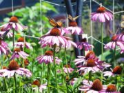 Butterflies and Cone Flowers on Monhegan Island (2007)