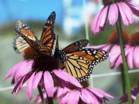 Butterflies and Cone Flowers on Monhegan Island (2007)