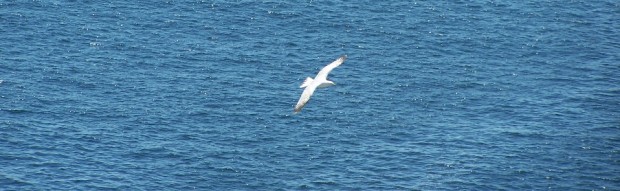 Seagull Near Monhegan Island (2007)