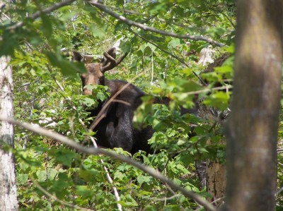A Moose in its Leafy Habitat in the Mahoosuc Range of Western Maine