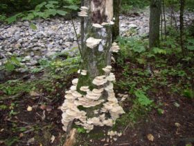 Shelf mushrooms on the Howe Brook Trail in Baxter State Park (2007)