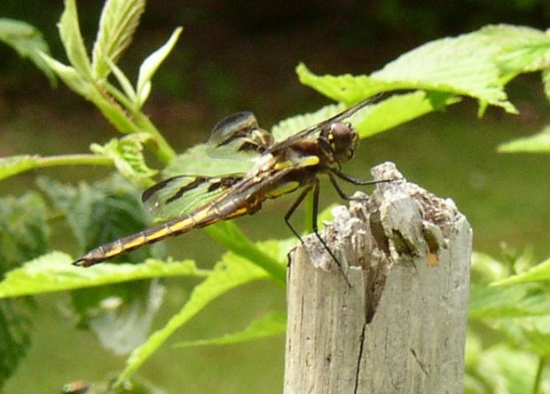 Female Twelve-spot Skimmer Dragon Fly