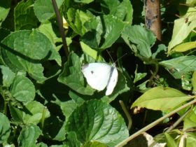 Cabbage White Butterfly (2007)