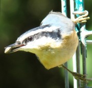 Red-breasted Nuthatch with Seed (2007)
