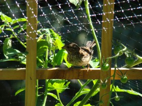 Song Sparrow in a Garden (2007)