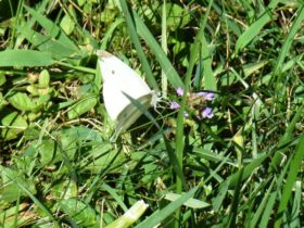 Cabbage White Butterfly (2007)