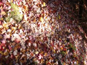 Fall leaves on Appalachian Trail west of Moxie Pond (2007)