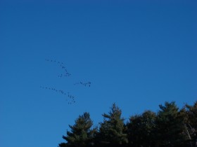 Canada Geese in Flight, October 2007