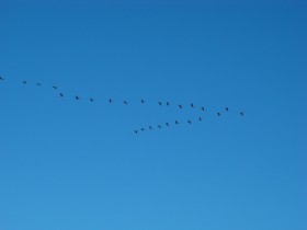 Canada Geese in Flight, October 2007