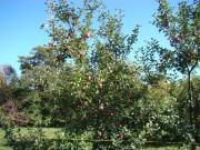 Apple Orchard (2007)