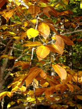 Brown and yellow leaves on the Cliff Trail in Harpswell (2007)