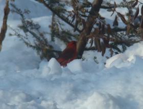 Male Cardinal in the Snow (2008)