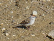 Chipping Sparrow (2008)