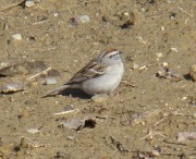 Chipping Sparrow (2008)