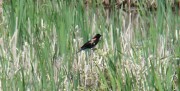Red-winged Blackbird in Newcastle (2008)