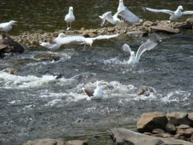 Seagulls feasting on Alewives (2008)