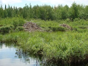 Beaver Lodges in the Marsh, Northwest Shore of Lobster Lake (2008)