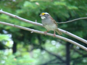 White-throated Sparrow in Seboomook Township (2008)