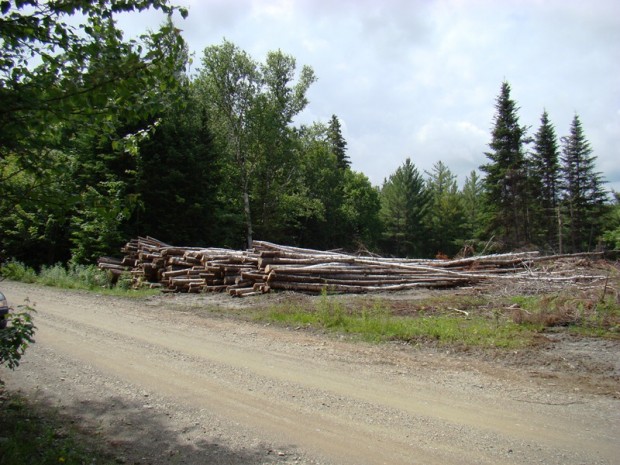 Logs on the Burbank Road (2008)