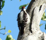 Hairy woodpecker on the Jackson Mountain Trail in Township 6 North of Weld