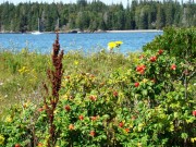 Rose hips and other flora near a beach on Calderwood Island near the eastern end of the Fox Islands Thoroughfare