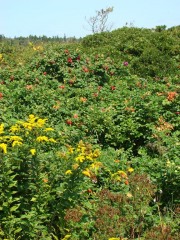 Rose hips, goldenrod and other flora near a beach on Calderwood Island near the eastern end of the Fox Islands Thoroughfare