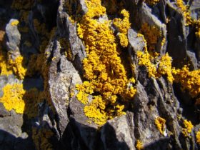 Lichen on rocks at a beach on Calderwood Island near the eastern end of the Fox Islands Thoroughfare in North Haven (2008)