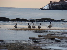 Canada Geese at the Shore (2009)